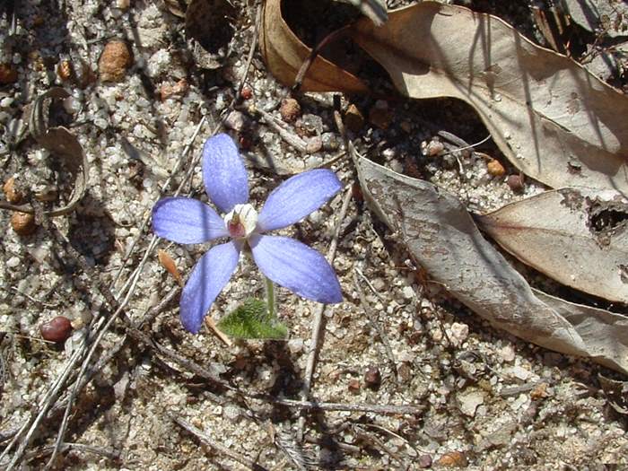 Cyanicula - orchidaceae_blue_china_Caladenia_gemmata.jpg